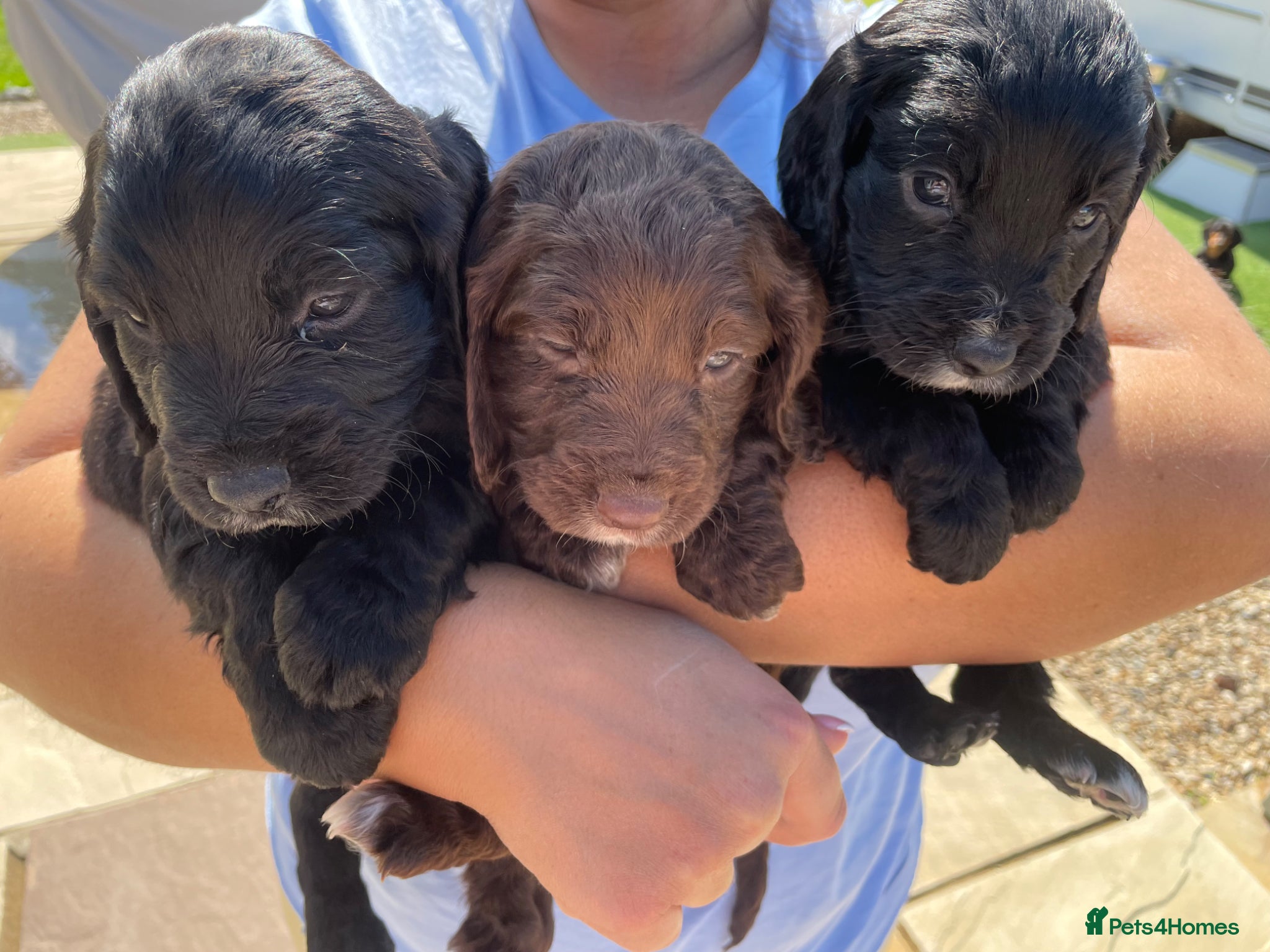 Cocker Spaniel dogs WORKING COCKER SPANIEL PUPS READY 26TH MAY - Advert 3