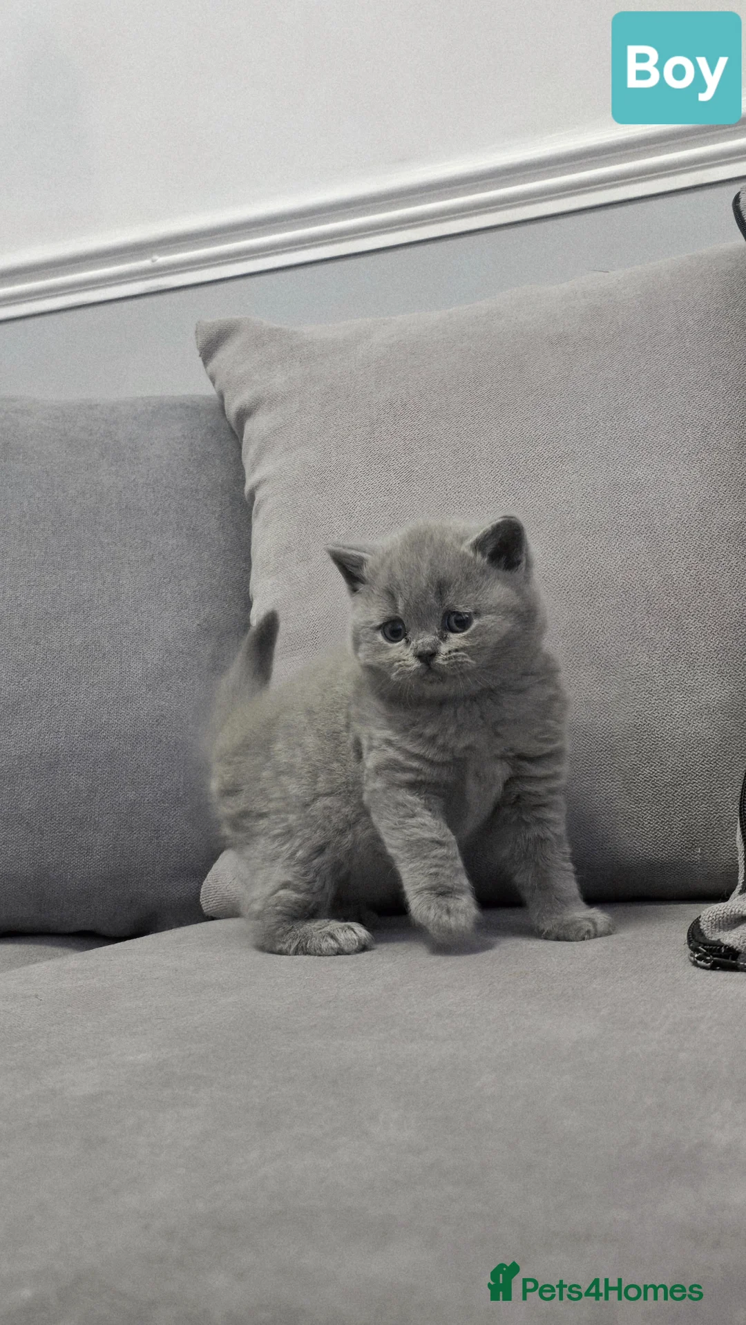 British Shorthair cats for sale: British shorthair kittens available 🥰🐈‍⬛️🥰 in Wrexham - Advert 1