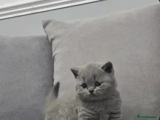 British Shorthair cats British shorthair kittens available 🥰🐈⬛️🥰 - Advert 17
