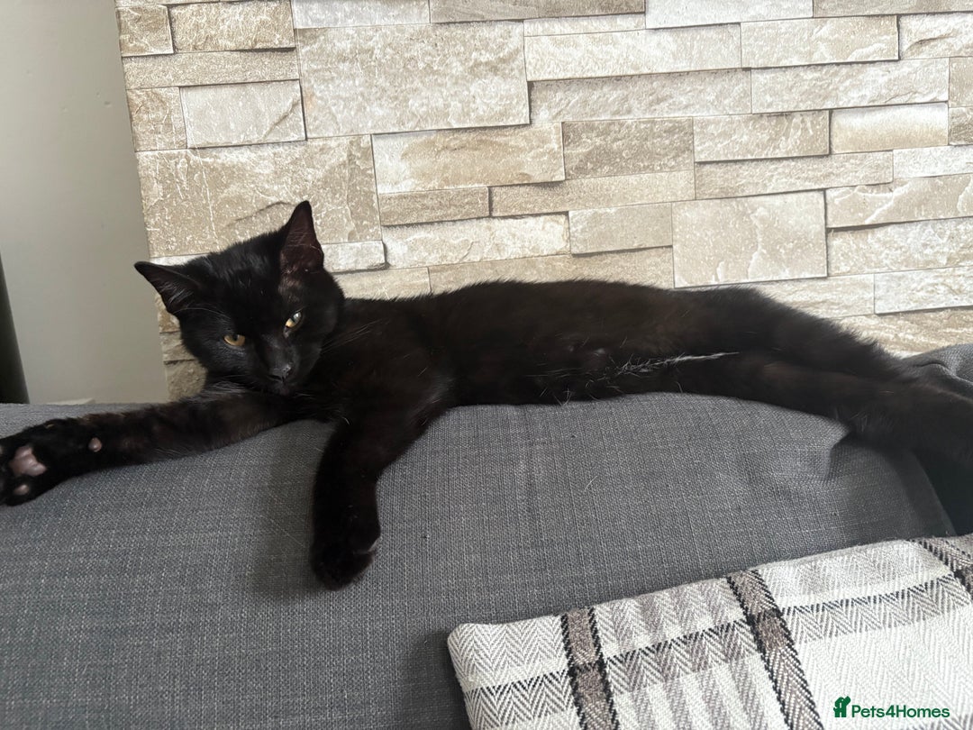 Bombay cats for sale: Bombay male kitten ( NOT£50 (FREE) - Image 4