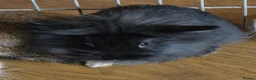 Mini Lion Lop rabbits for sale: Mini Lop x Lionhead babies for sale - Advert 2