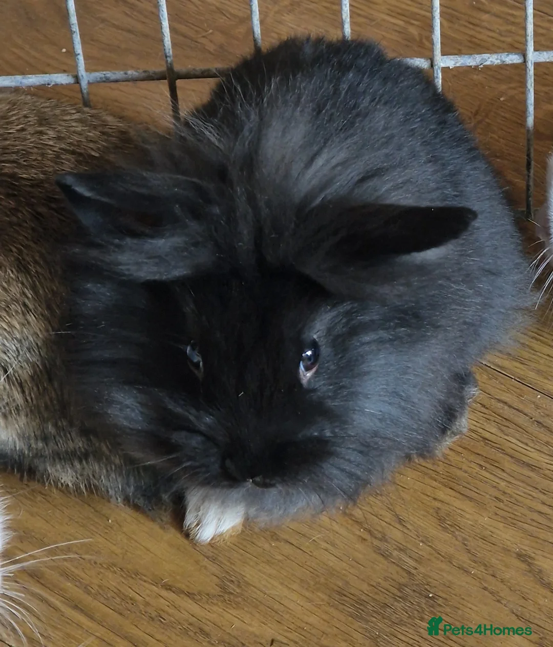 Mini Lion Lop rabbits for sale: Mini Lop x Lionhead babies for sale - Advert 2