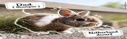 Netherland Dwarf rabbits for sale: 2 baby bunnies 🐰  - Advert 6