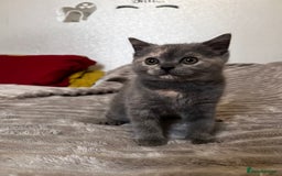 Scottish Fold cats for sale: Last kitten left! Straight ears 😍 - Image 3