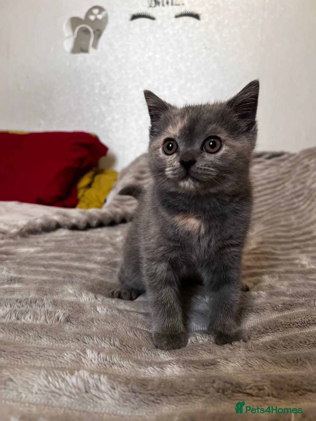 Scottish Fold cats for sale: Last kitten left! Straight ears 😍 - Image 3