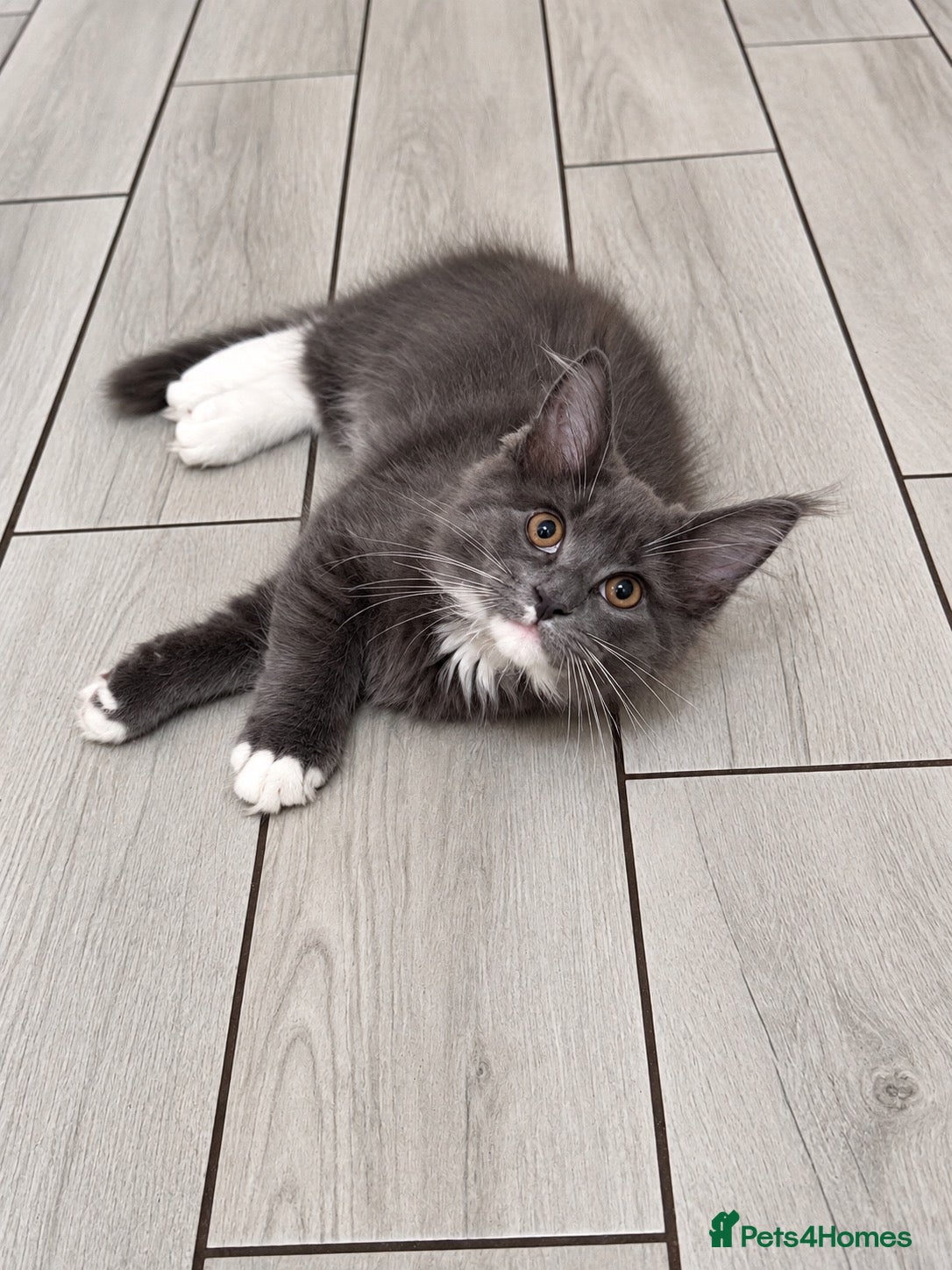 Maine Coon cats TICA REGISTERED Maine Coon Kittens - Advert 2