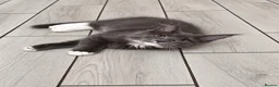 Maine Coon cats for sale: TICA REGISTERED Maine Coon Kittens - Advert 7