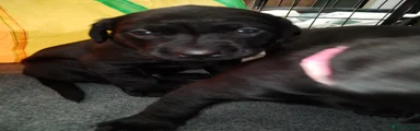 Labrador Retriever Puppy 1