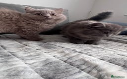 British Longhair cats for sale: British longhair last boy last girl in Watford - Image 11
