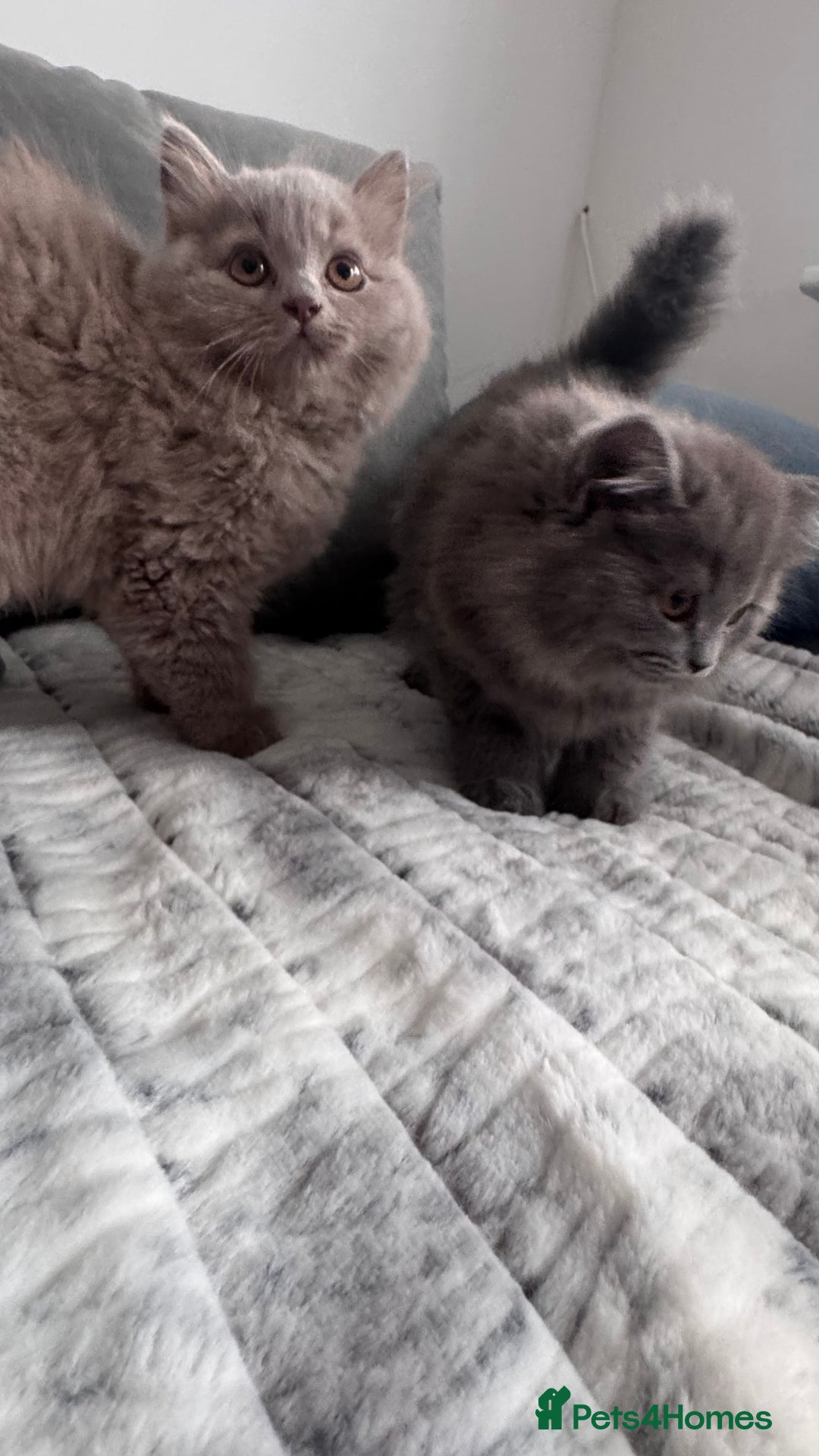 British Longhair cats for sale: British longhair last boy last girl in Watford - Image 11
