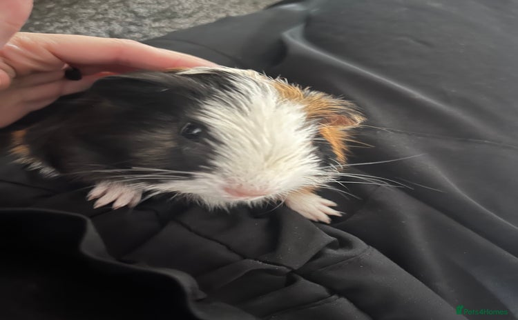 Guinea Pig rodents - Advert 5