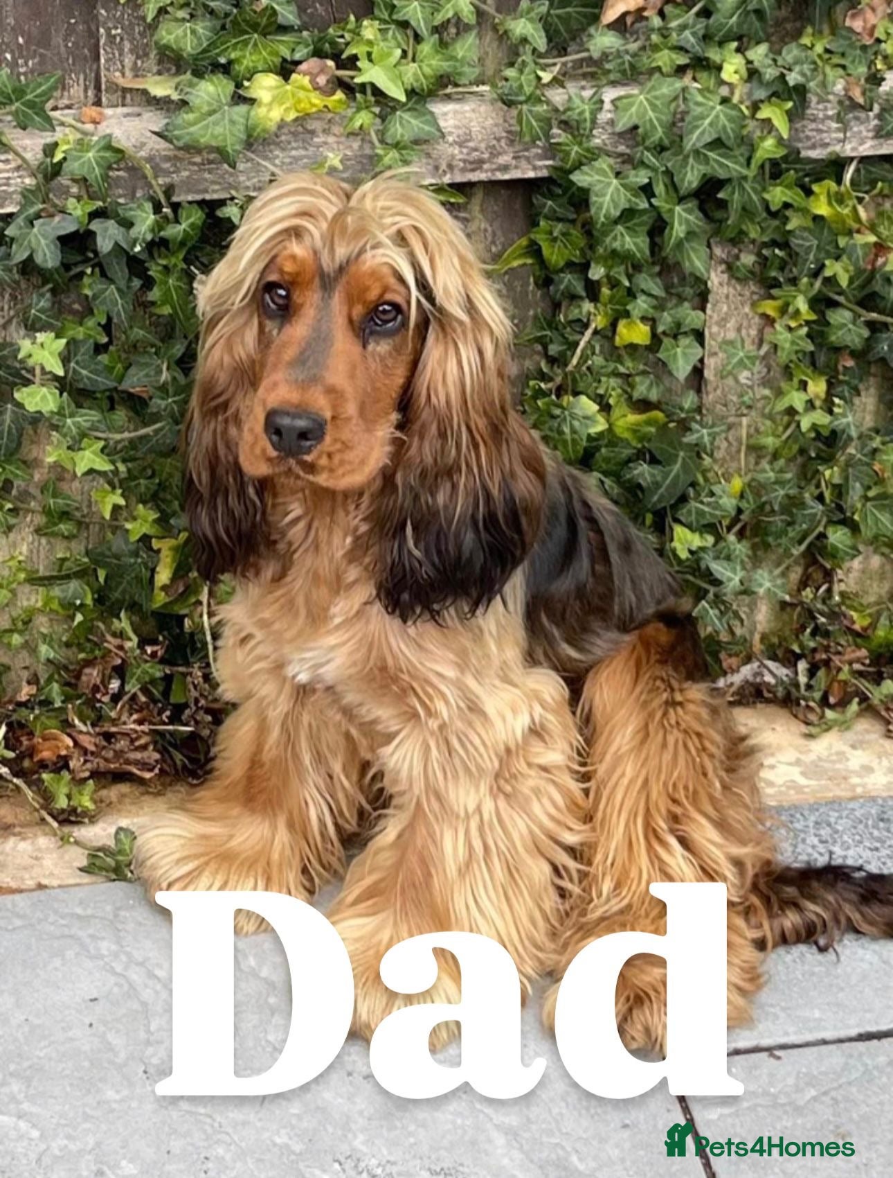 Cocker Spaniel dogs Beautiful litter of KC reg show type cockers  - Advert 5