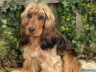 Cocker Spaniel dogs Beautiful litter of KC reg show type cockers - Advert 4