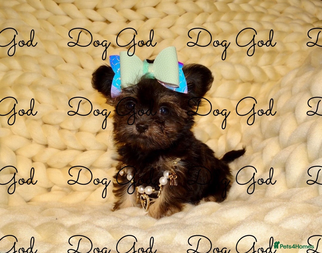 Mixed Breed dogs for sale: Exquisite Maltese X Chihuahua F1 Malchi Puppy - Image 4