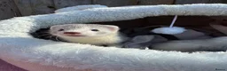 Ferret rodents for sale: Micro/whippet ferret kits  in Leicester - Advert 3