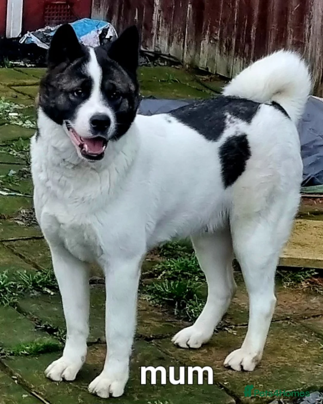 Akita dogs for sale: Akita pups - Advert 2