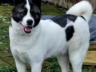 Akita dogs Akita pups in Sunderland - Advert 2