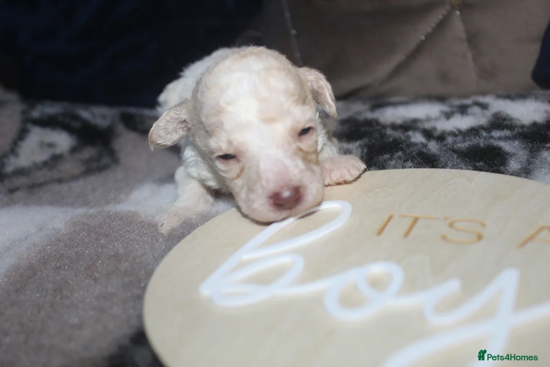 Cockapoo dogs for sale: Child friendly cockapoo puppies ready March - Advert 6