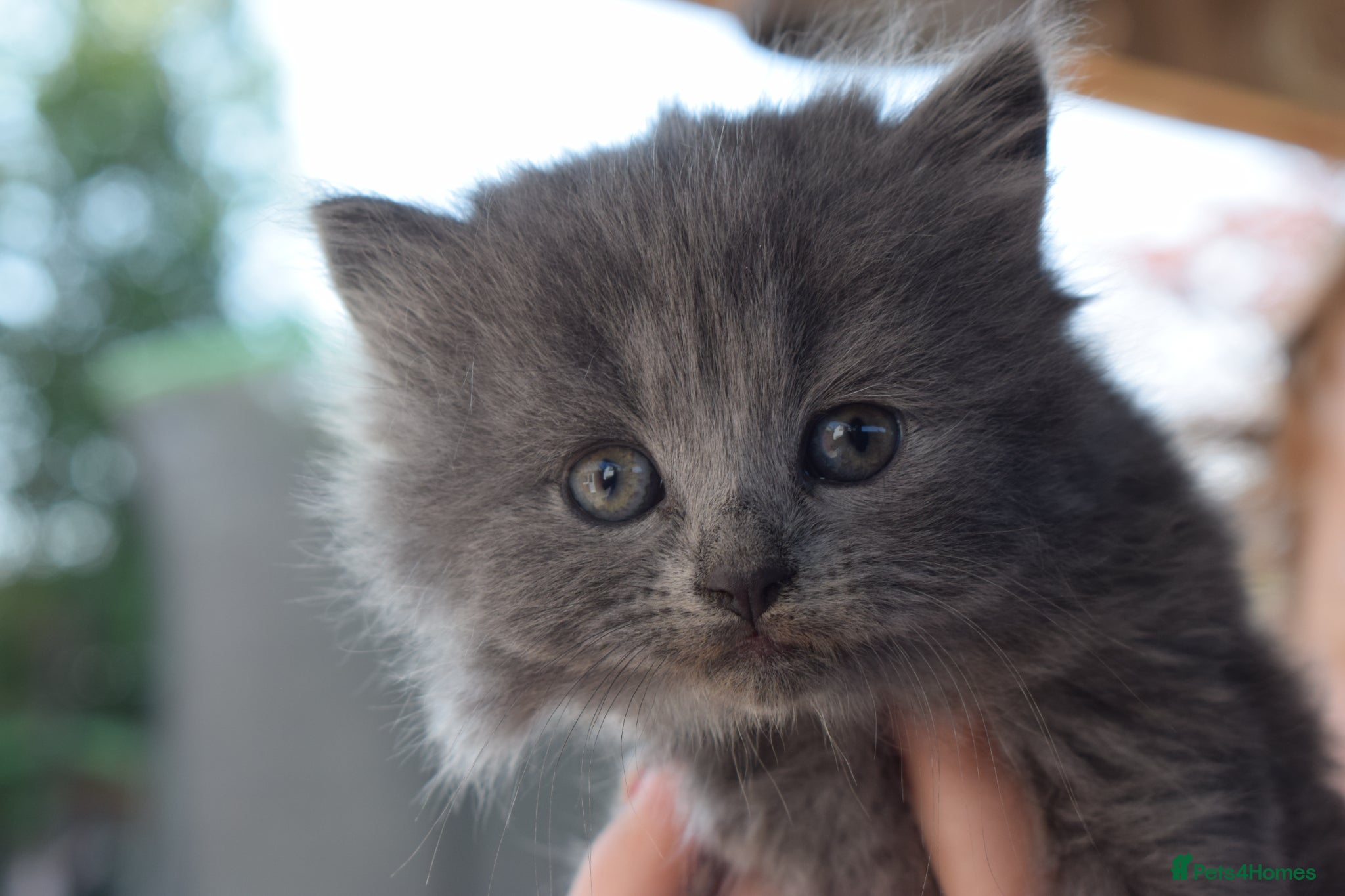 Mixed Breed cats 3 of the fluffiest, friendliest kittens for sale! - Advert 1