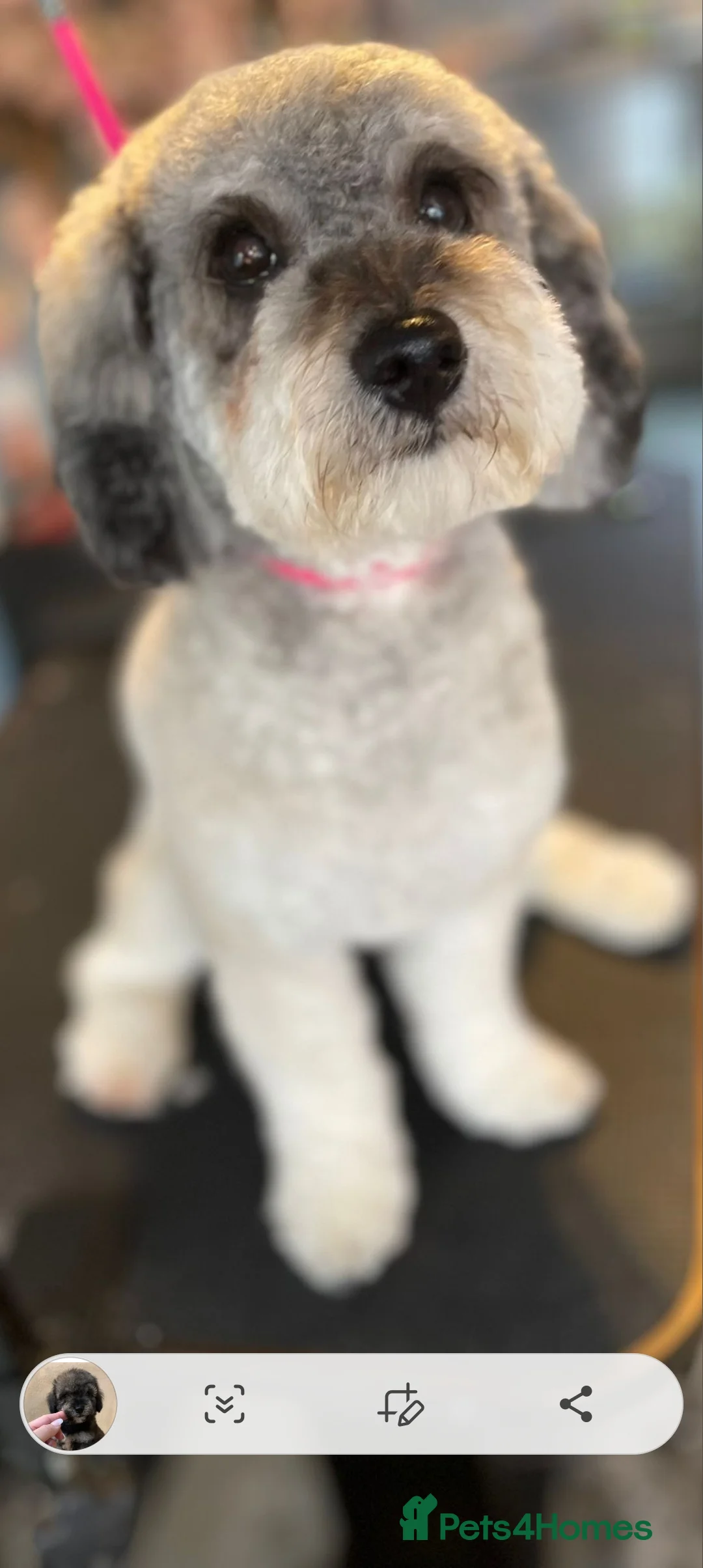 Poochon dogs for sale: 💜Gorgeous ,tiny , curly haired girl💜 - Advert 4