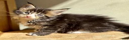 Maine Coon cats for sale: Beautiful Maine Coon kittens - Advert 3
