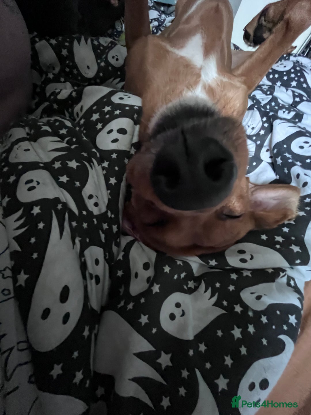 Mixed Breed dogs for sale: meet Phil  - Advert 2