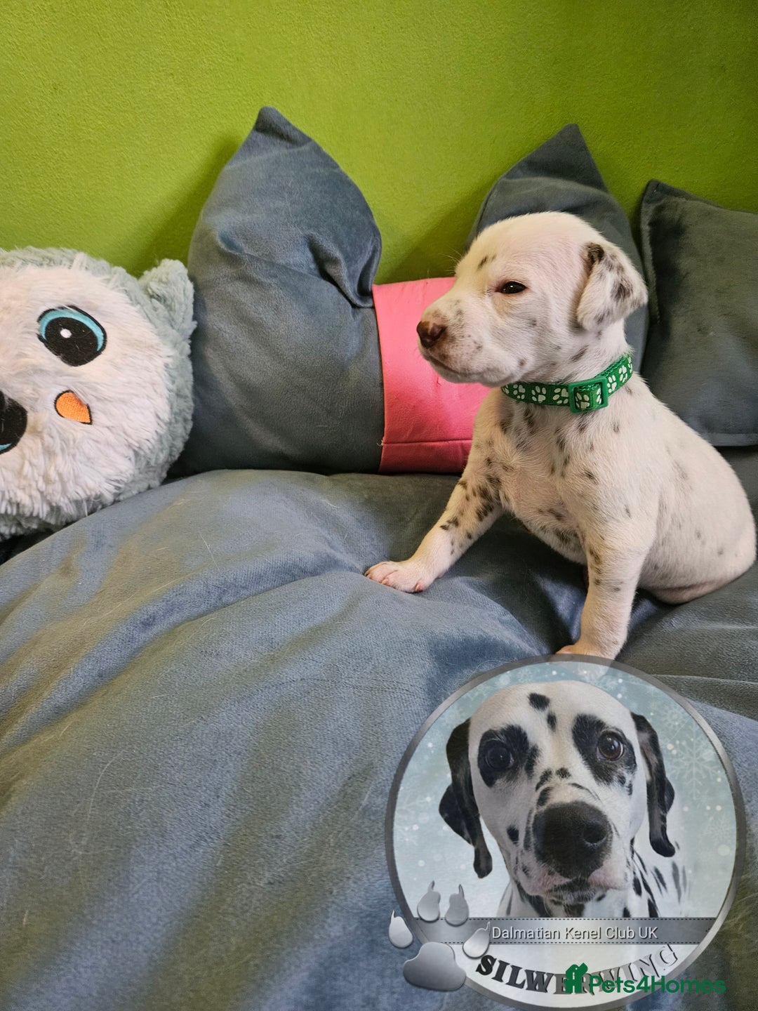 Dalmatian dogs for sale: 6 KC Dalmatian puppies Left - Image 7