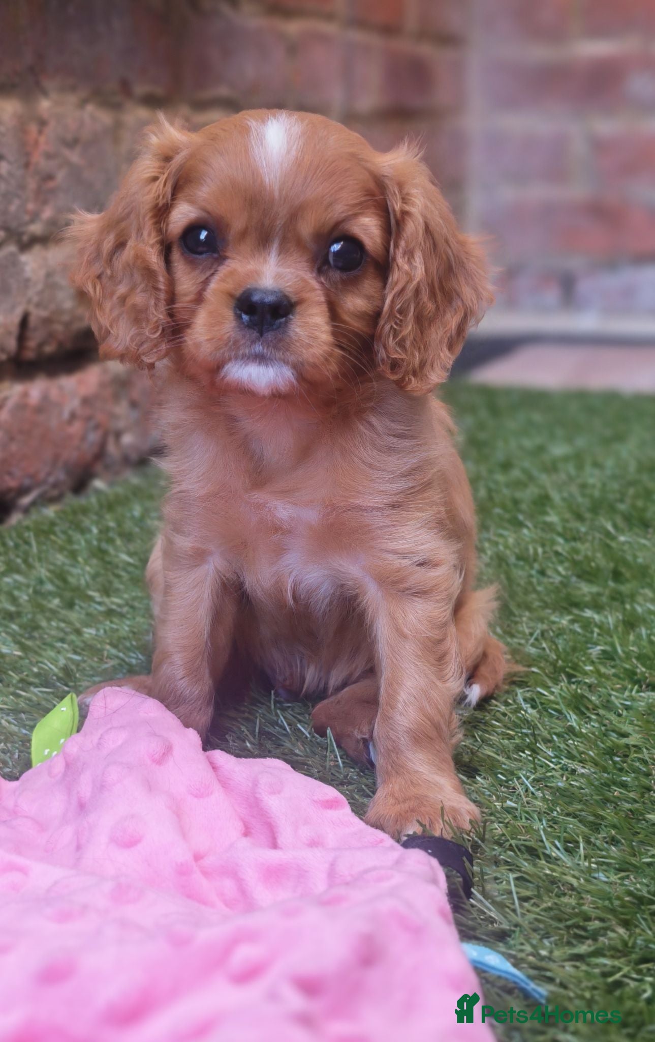 Cavalier King Charles Spaniel dogs KC Reg Ruby Male Available Doppler Tested Parents  - Advert 2