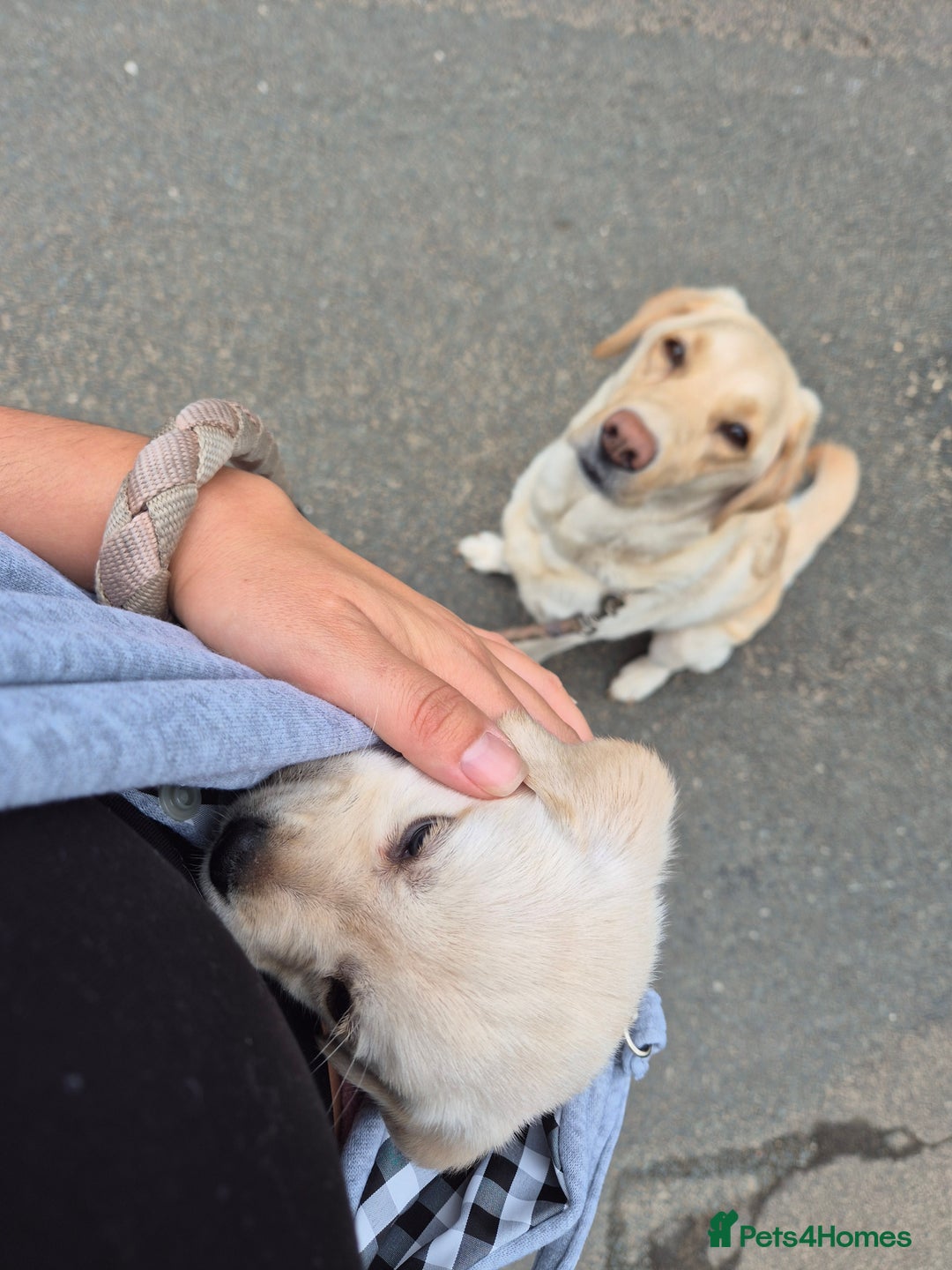 Labrador Retriever dogs for sale: Beautiful labrador puppies for sale - Image 4