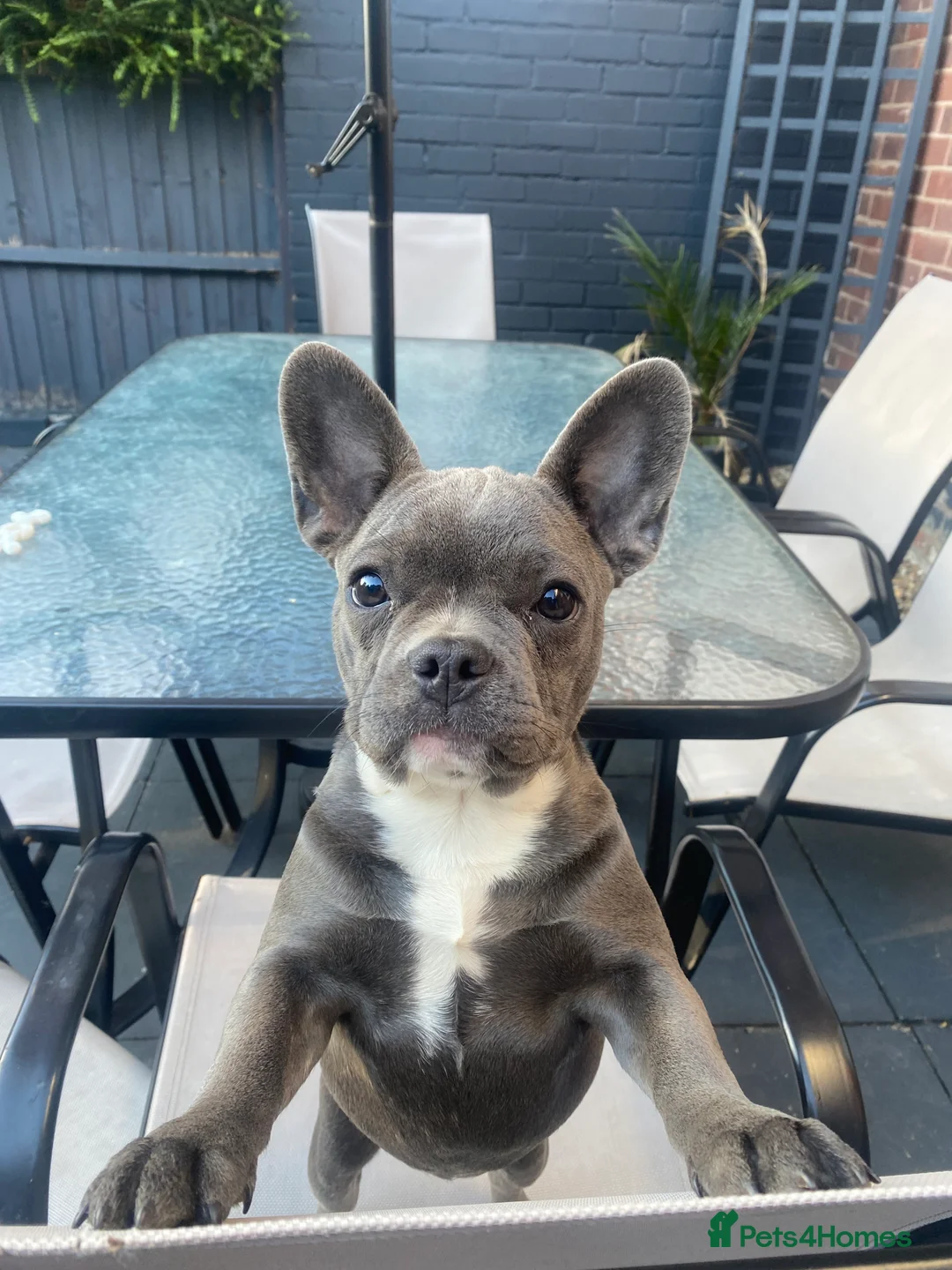 French Bulldog dogs for sale: French Bulldog - Advert 3