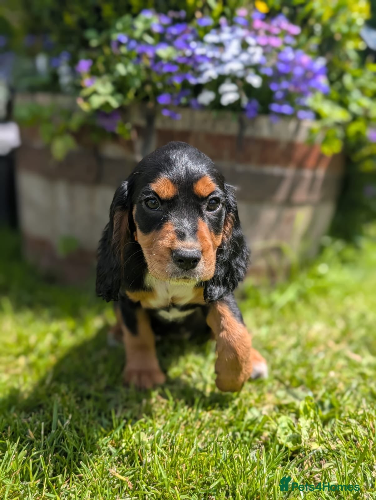 Cocker Spaniel dogs Beautiful Working type Cocker Spaniel Puppies - Advert 2