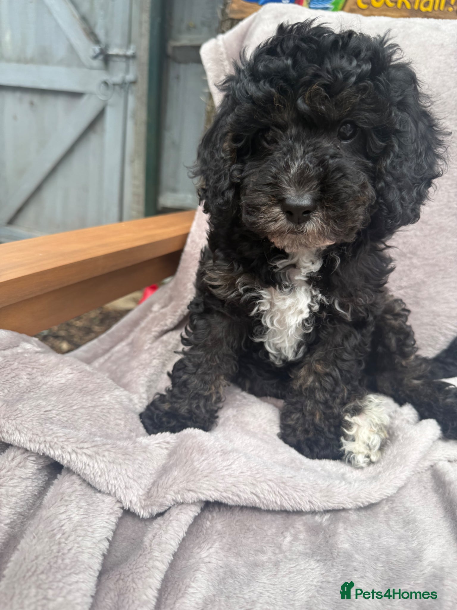 Cavapoo dogs 1 F1B Cavapoo Boy Puppy for Sale 🐶 - Advert 19