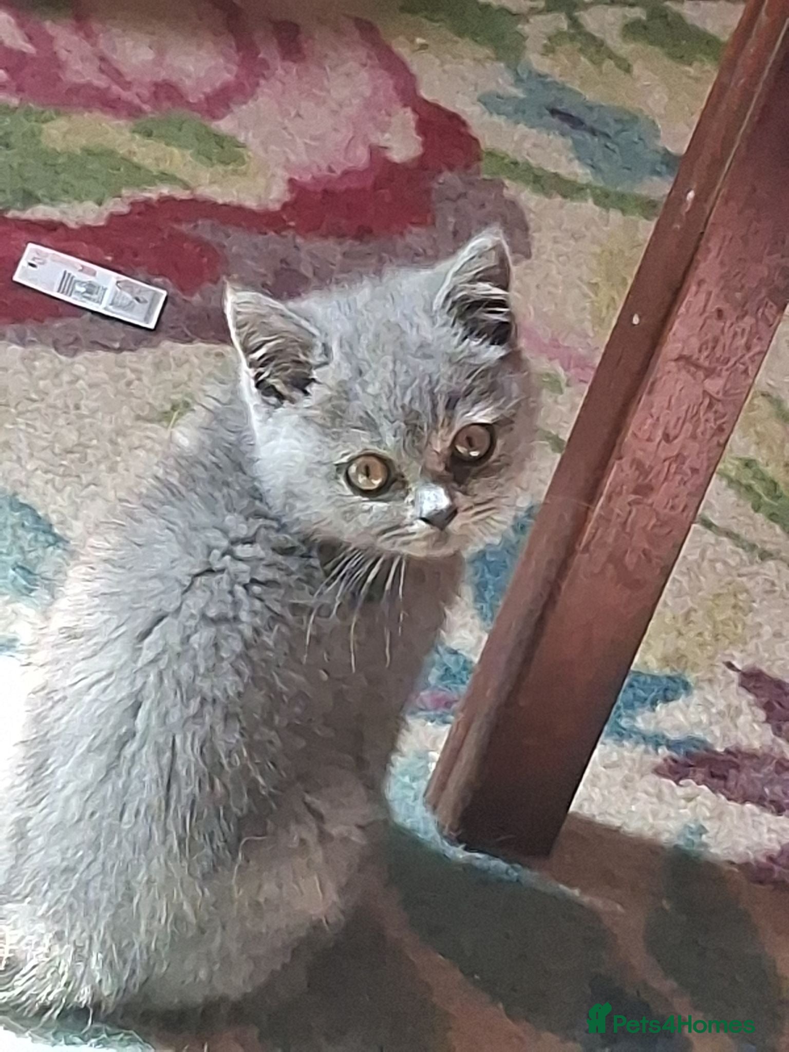 British Shorthair cats Stunning 11 week British shorthair female - Advert 3