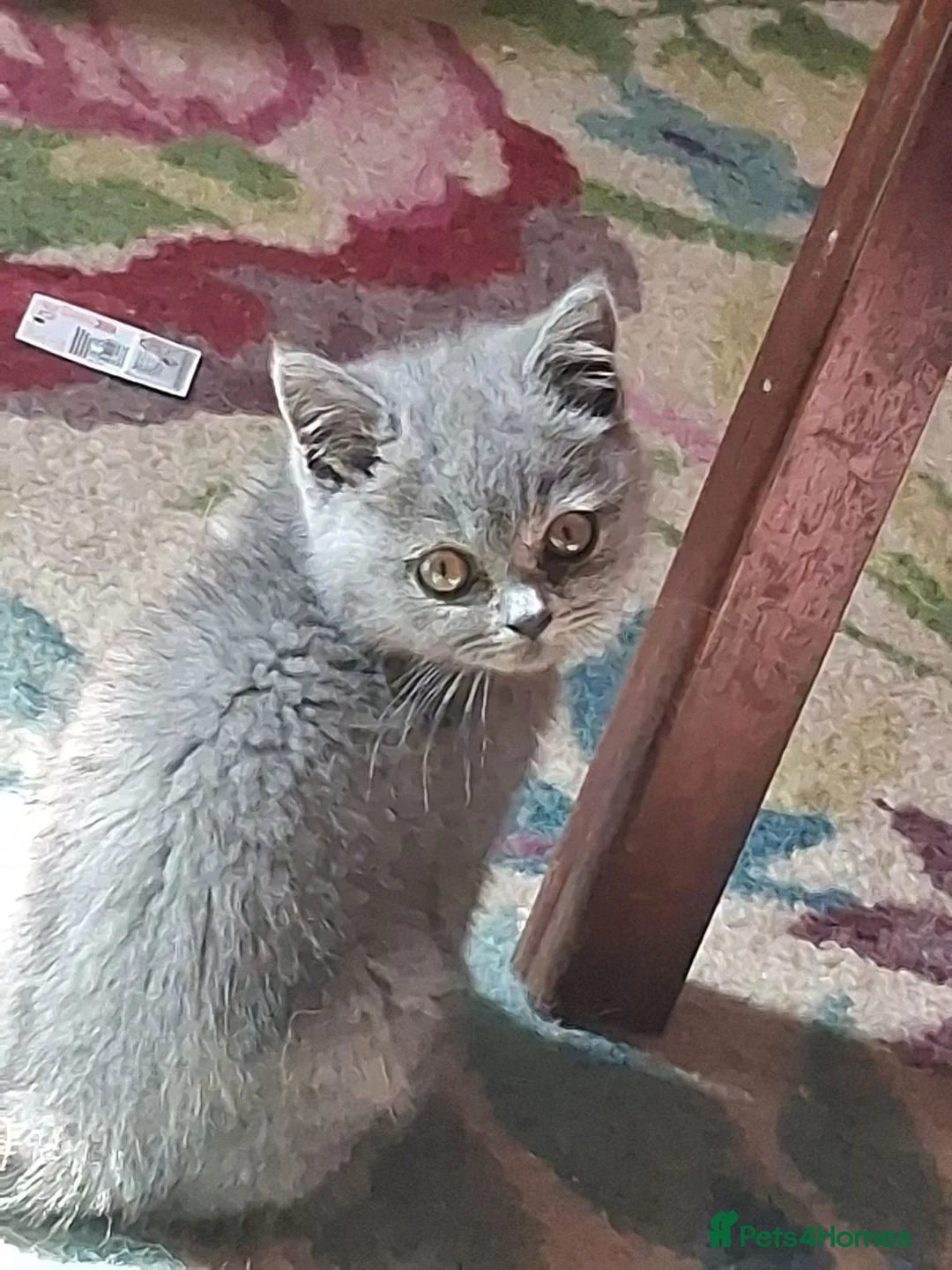British Shorthair cats for sale: Stunning 11 week British shorthair female - Advert 1