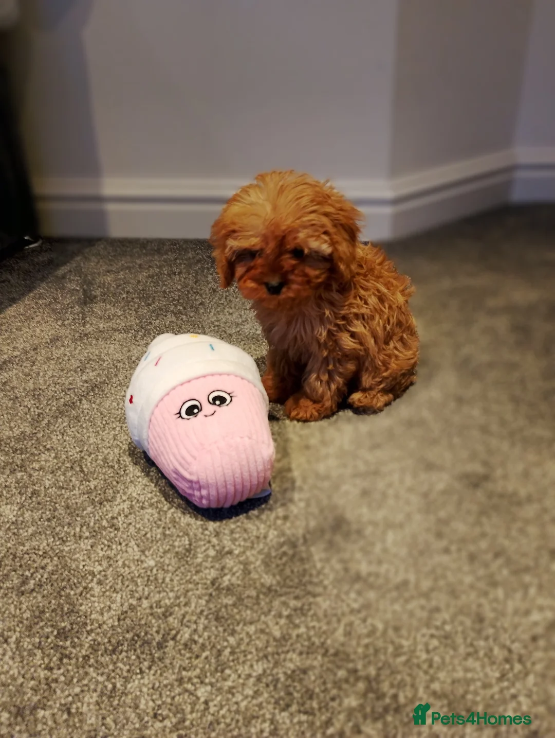 Cavapoo dogs for sale: Stunning F1 Cavapoos ready now ! - Advert 11