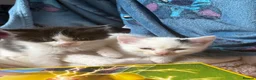 Mixed Breed cats for sale: 3 mixed mainecoon kittens ready for new home.  - Advert 6