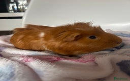 Guinea Pig rodents for sale: 2 Male Guinea Pigs + Large Cage – 5 Months Old - Image 2