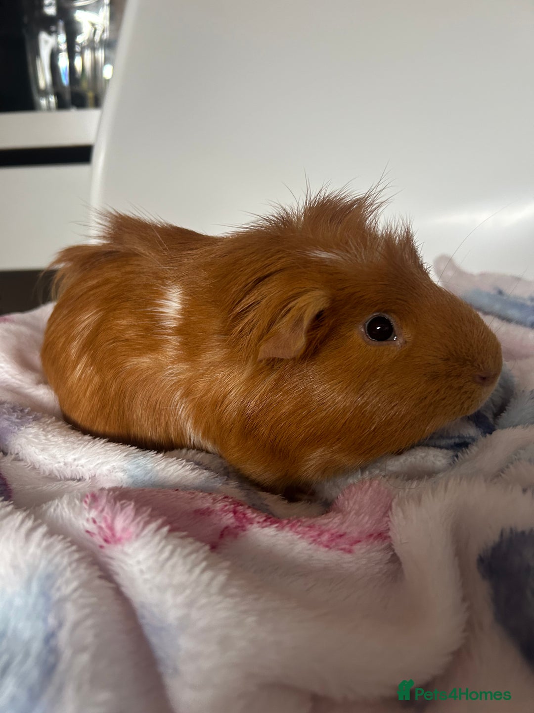 Guinea Pig rodents for sale: 2 Male Guinea Pigs + Large Cage – 5 Months Old - Image 2