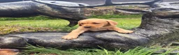 Labrador Retriever dogs for sale: Red & gold lab puppies  in Telford - Advert 20
