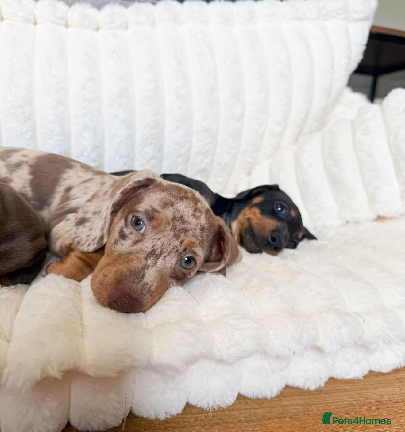 Miniature Dachshund dogs for sale: Beautiful Dapple Dachshund Puppies – Leo & Nala - Advert 1