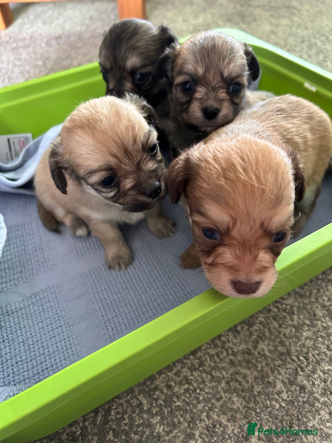 Chipoo dogs for sale: F1b Chipoo puppies - Image 3