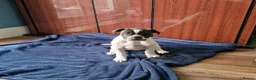 Dorset Olde Tyme Bulldogge dogs for sale: Reduced 12 Week old stunning pups - Advert 3