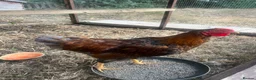 Chickens poultry for sale: Blue Laced Red Wyandotte Cockerel in Ware - Advert 1