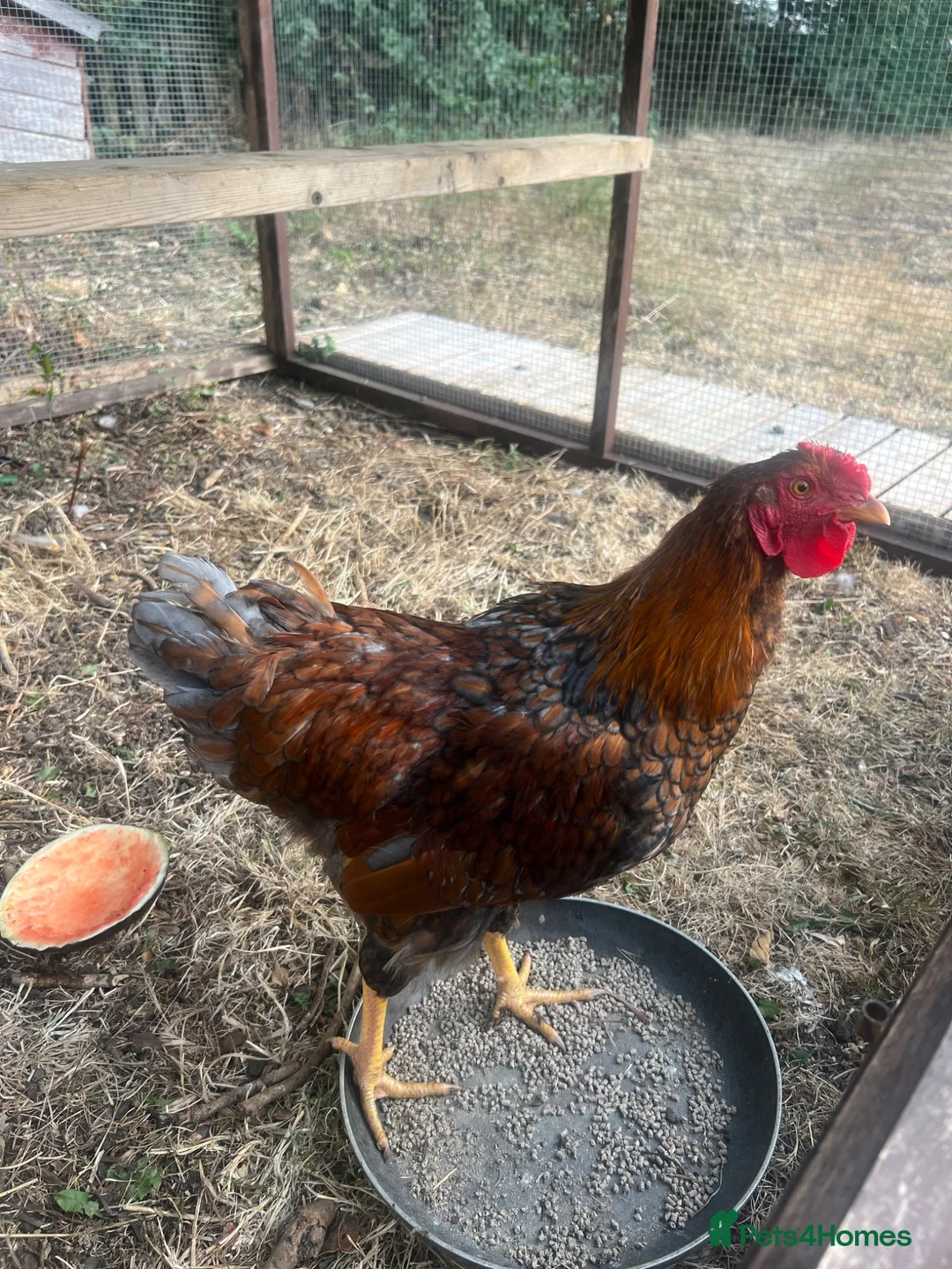 Chickens poultry for sale: Blue Laced Red Wyandotte Cockerel in Ware - Advert 1