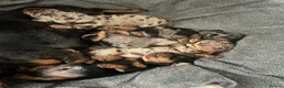 Miniature Dachshund dogs for sale: Beautiful KC registered puppies.  - Advert 8