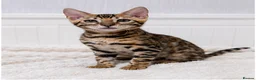Bengal cats for sale: 🐆Adorable pedigree bengal kittens🐆 - Advert 3