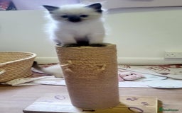 Ragdoll cats for sale: Gorgeous Ragdoll Kittens in Wednesbury - Image 6
