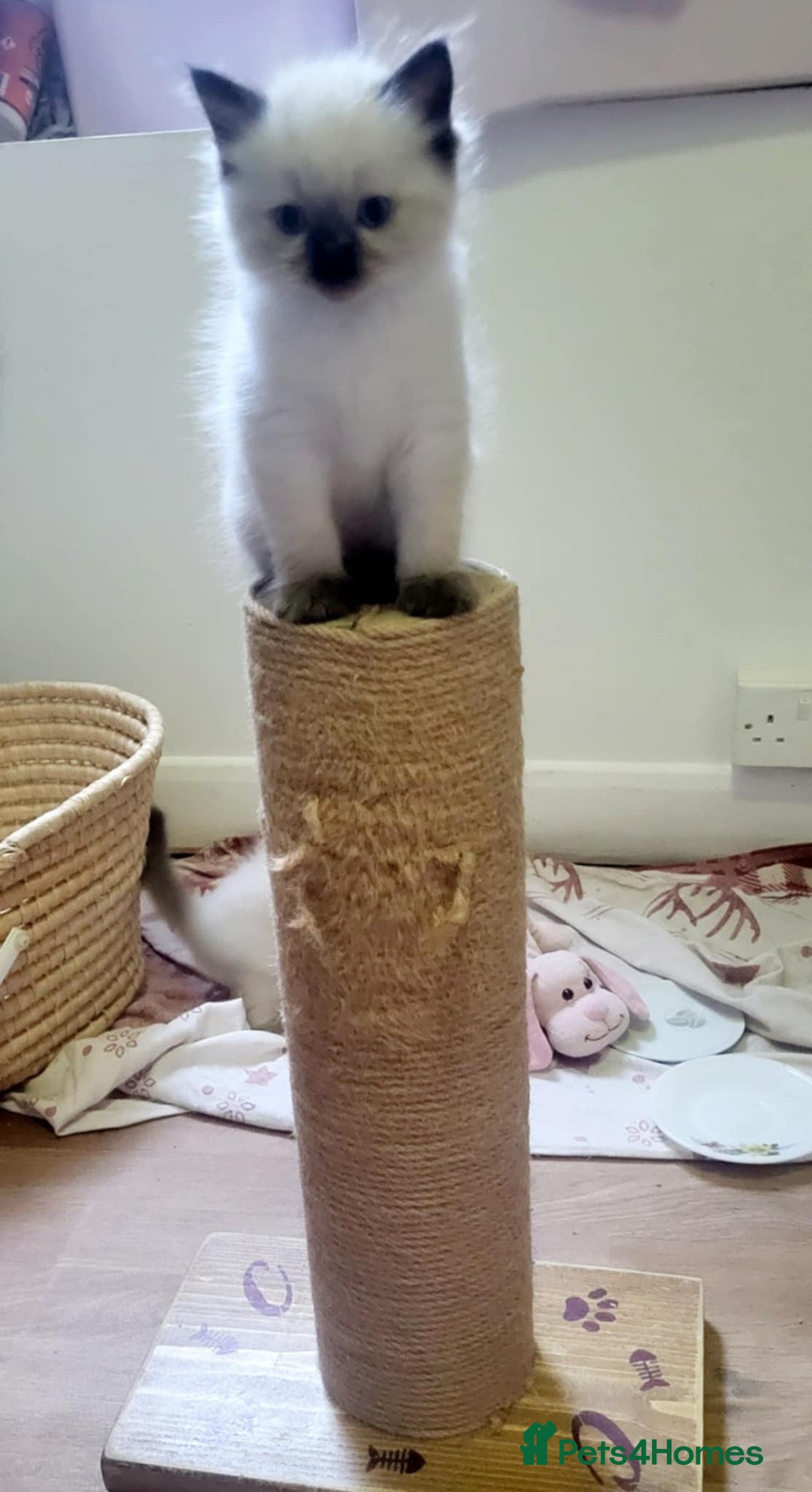 Ragdoll cats for sale: Gorgeous Ragdoll Kittens in Wednesbury - Image 6