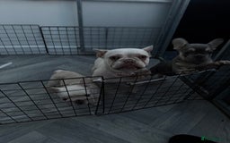 French Bulldog dogs for sale: French bulldog puppies  - Image 11