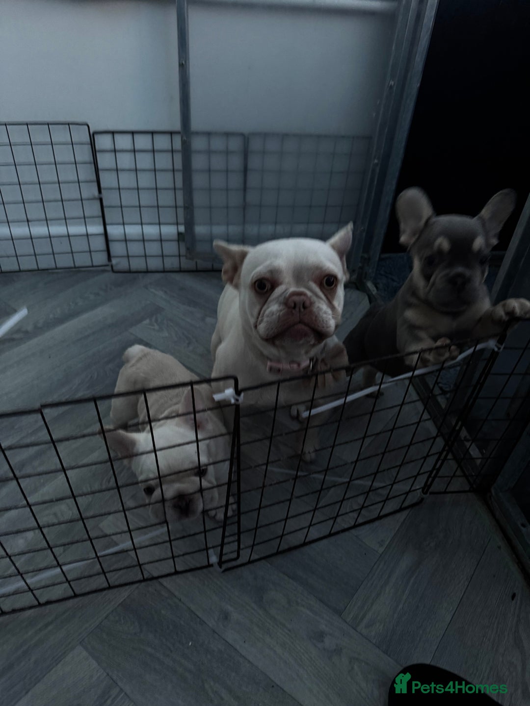 French Bulldog dogs for sale: French bulldog puppies  - Image 11